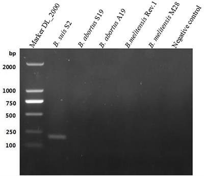 Detection of Brucella S2 vaccine strain by a loop-mediated isothermal amplification (LAMP) method